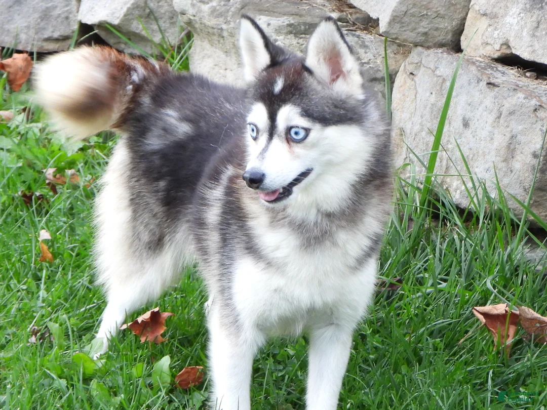 Pomsky dogs for sale: Emily - Ad 9