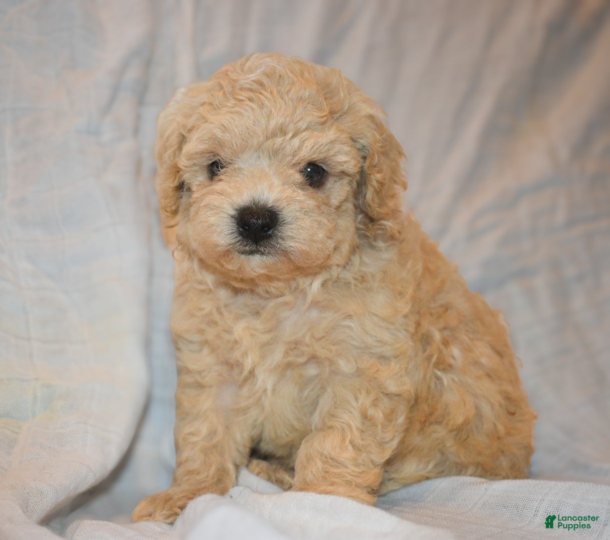 Toy Poodle dogs Toy Poodle 2 - Ad 32