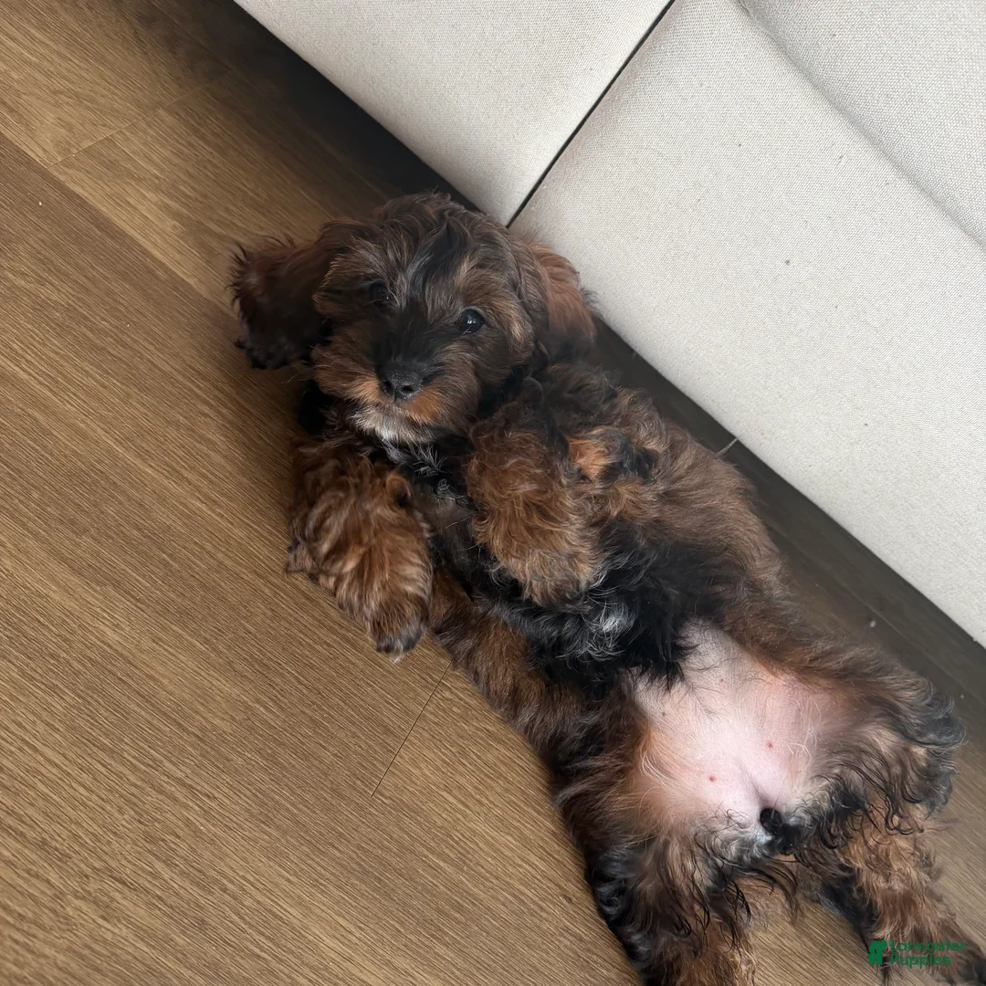 Shihpoo dogs for sale: seraphima - Ad 1