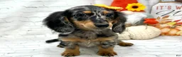 Miniature Dachshund dogs for sale: Hailey - Ad 4