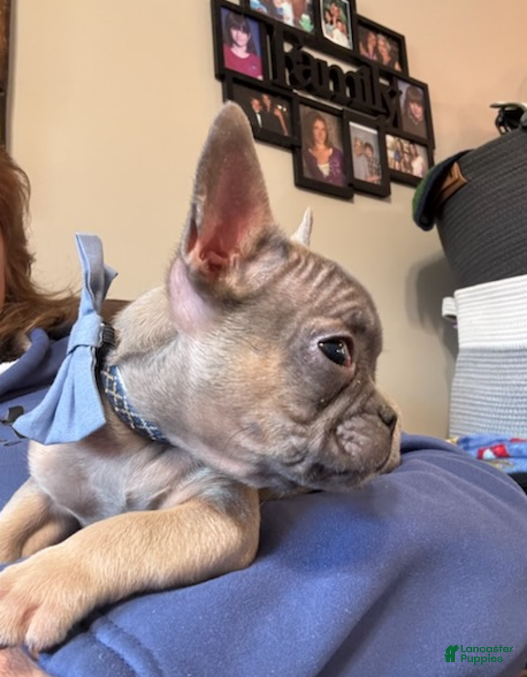 French Bulldog dogs for sale: French Bulldog Boy - Ad 5