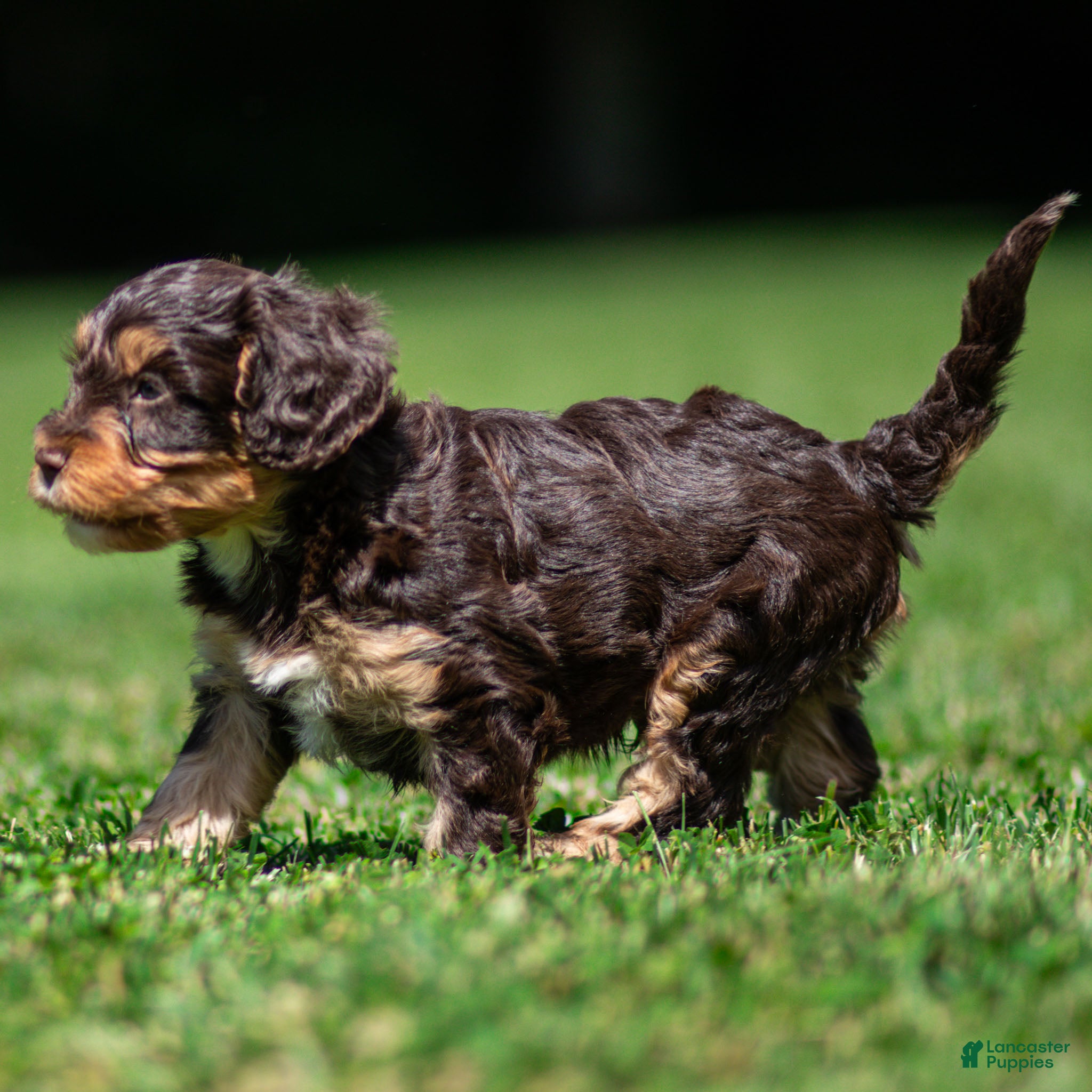 Cavapoo dogs Puddles Cavapoo  - Ad 2
