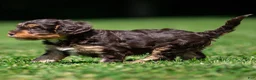 Cavapoo dogs for sale: Puddles Cavapoo  - Ad 2