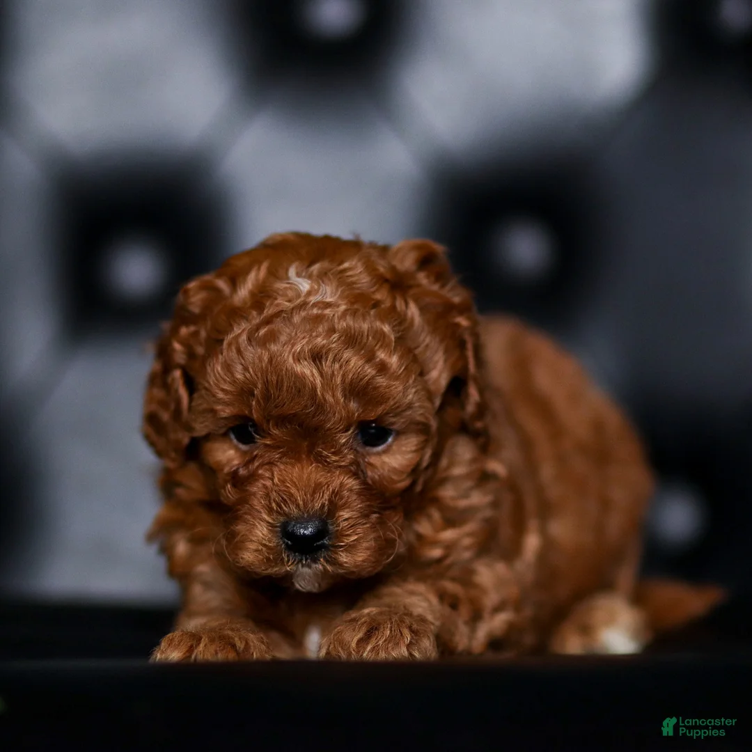 Mini Goldendoodle dogs for sale: Hannah - Ad 7