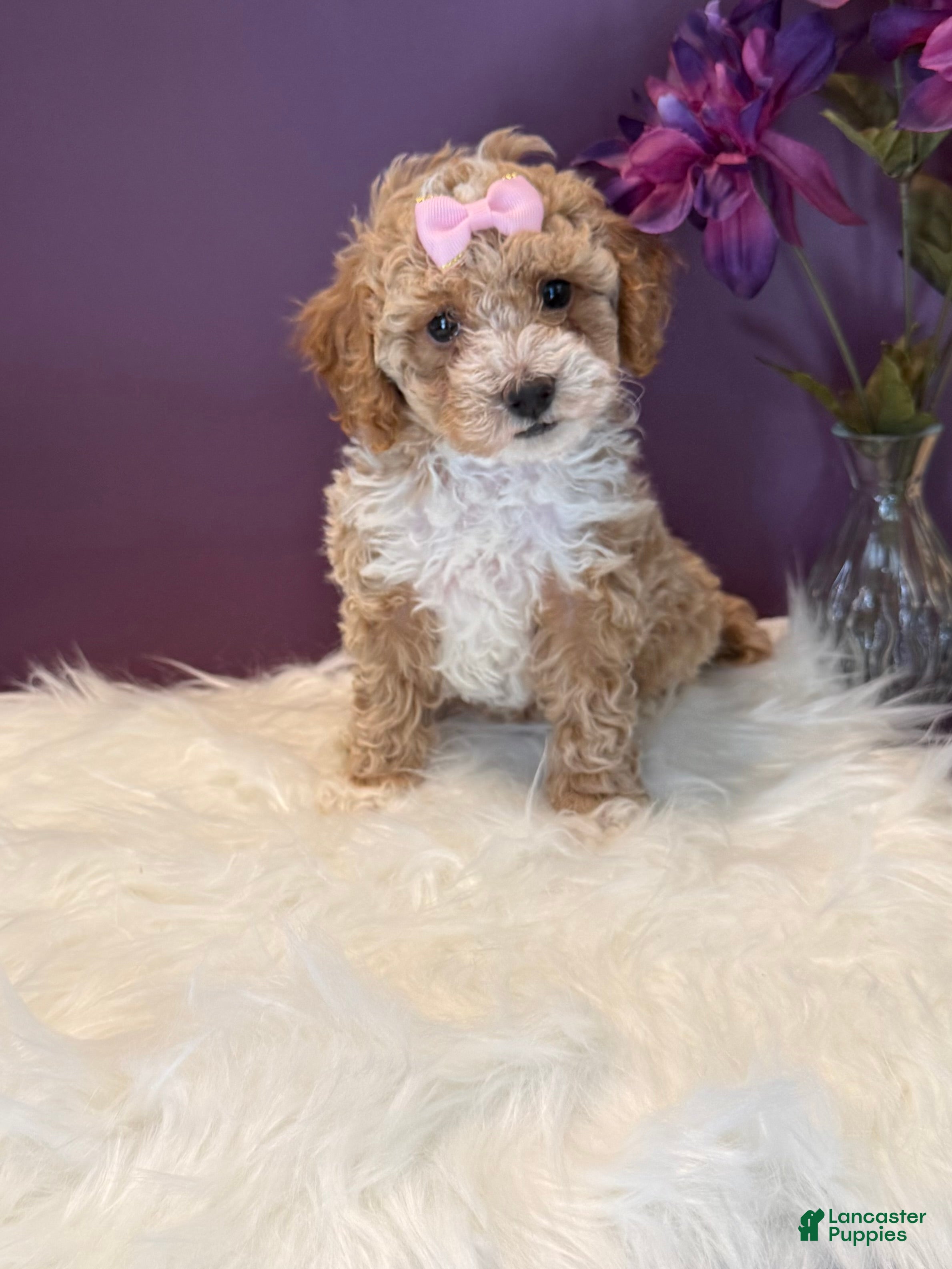 Toy Poodle dogs Oakley - Ad 1