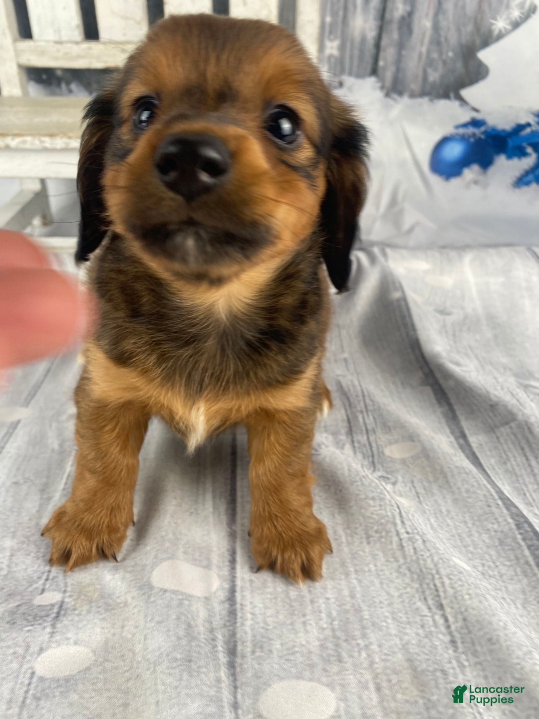 Miniature Dachshund dogs for sale: Dolly - Ad 4