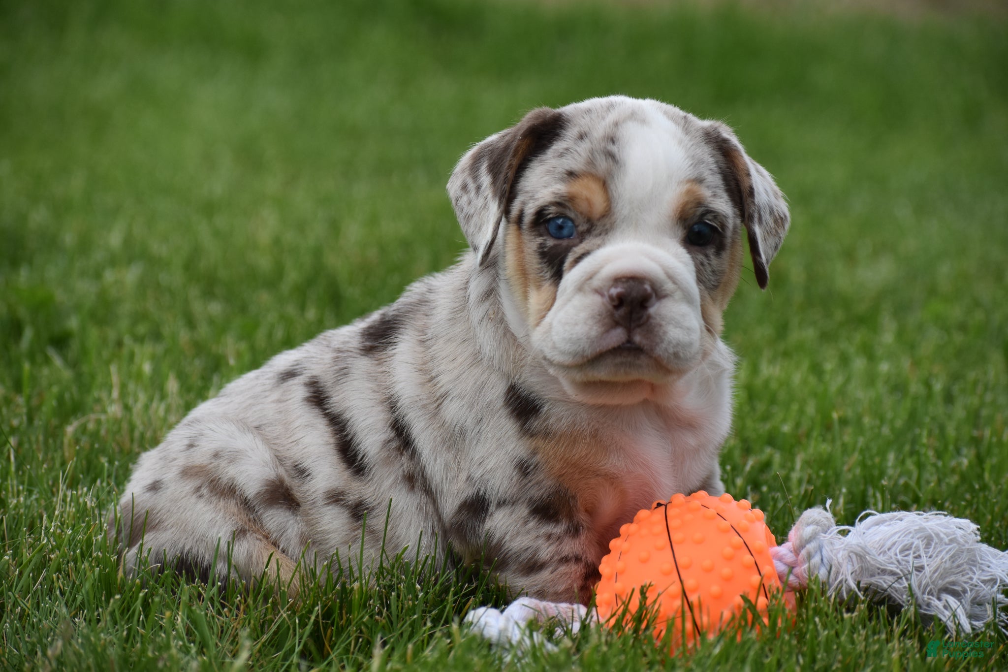 Beabull dogs Ace  - Ad 2