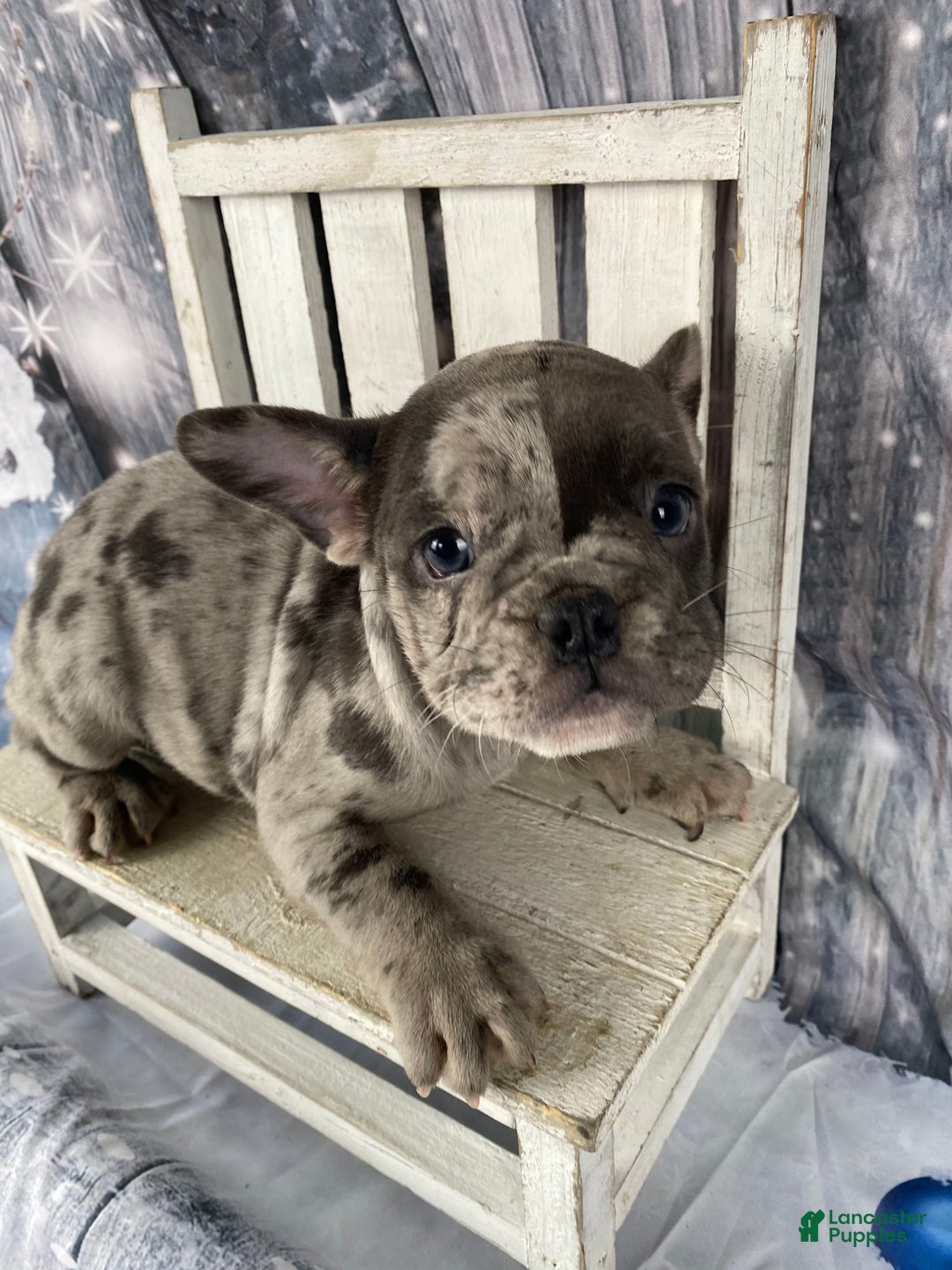 Mixed Breed dogs for sale: Betty - Ad 12