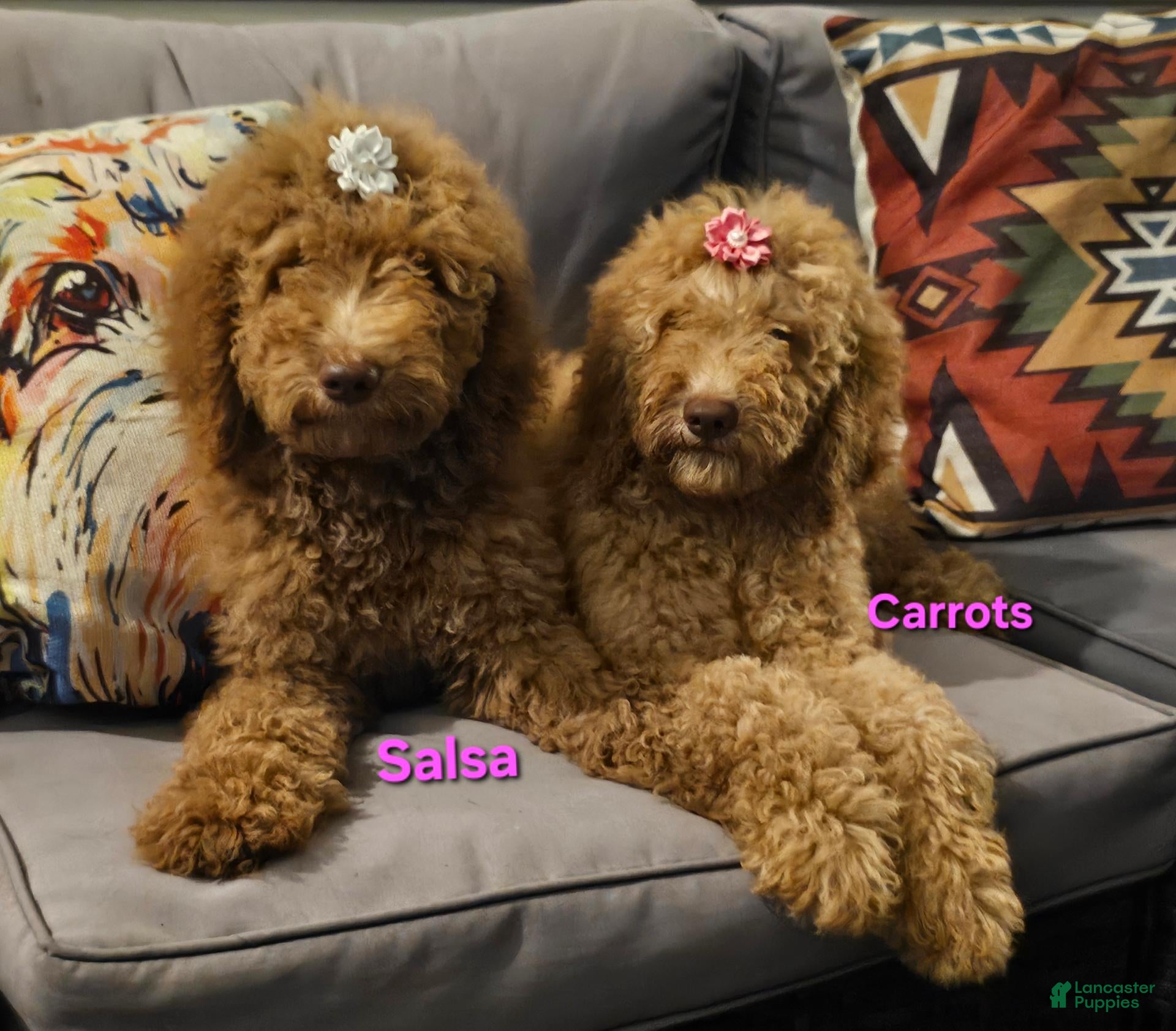 Goldendoodle dogs Salsa - Ad 2