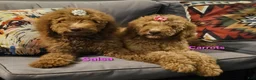 Goldendoodle dogs for sale: Carrots - Ad 2