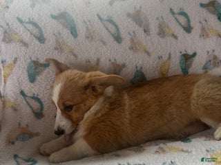 Welsh Corgi Pembroke dogs - Ad 2