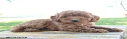 Mini Goldendoodle dogs for sale: Layla - Ad 1