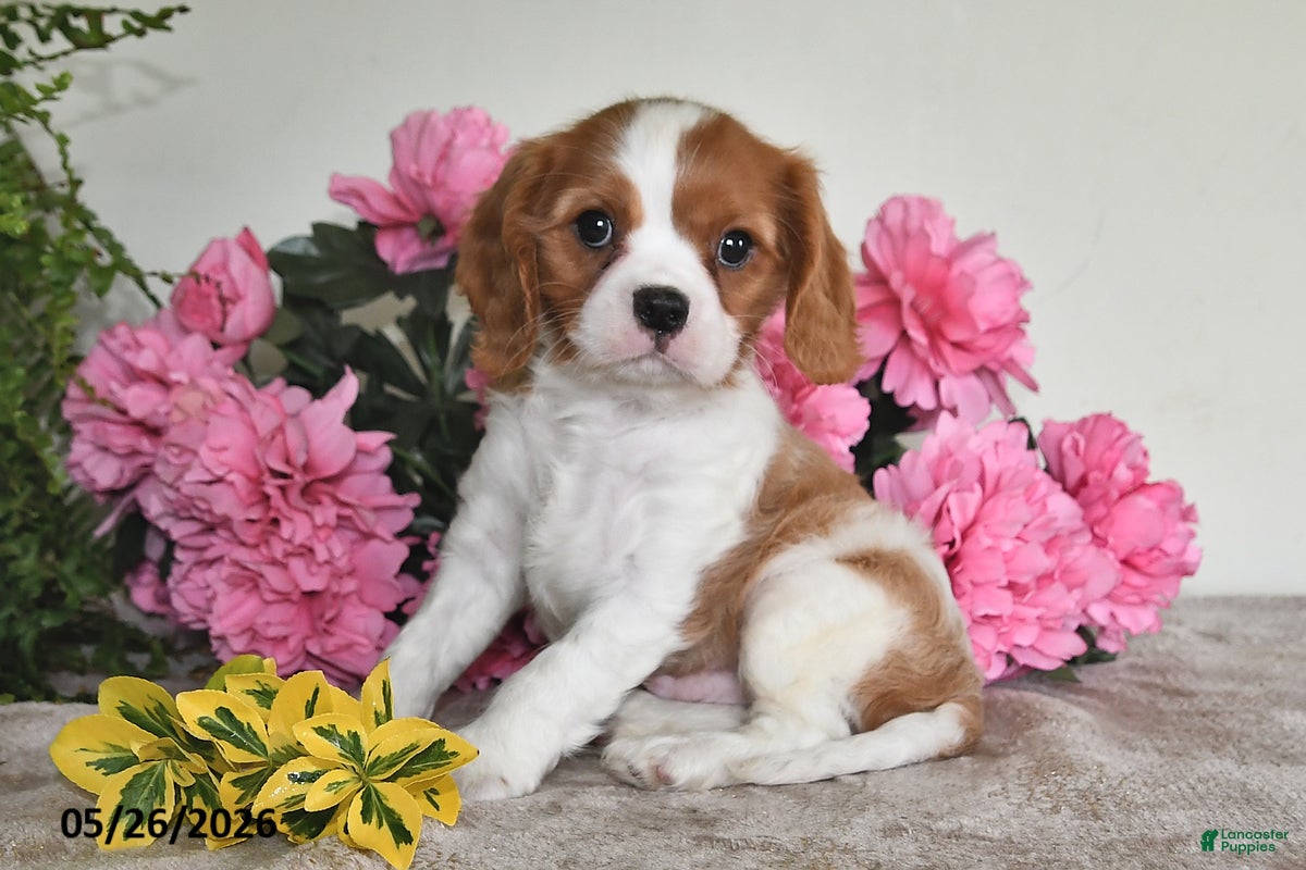 Cavalier King Charles Spaniel dogs Bouncer - Ad 1