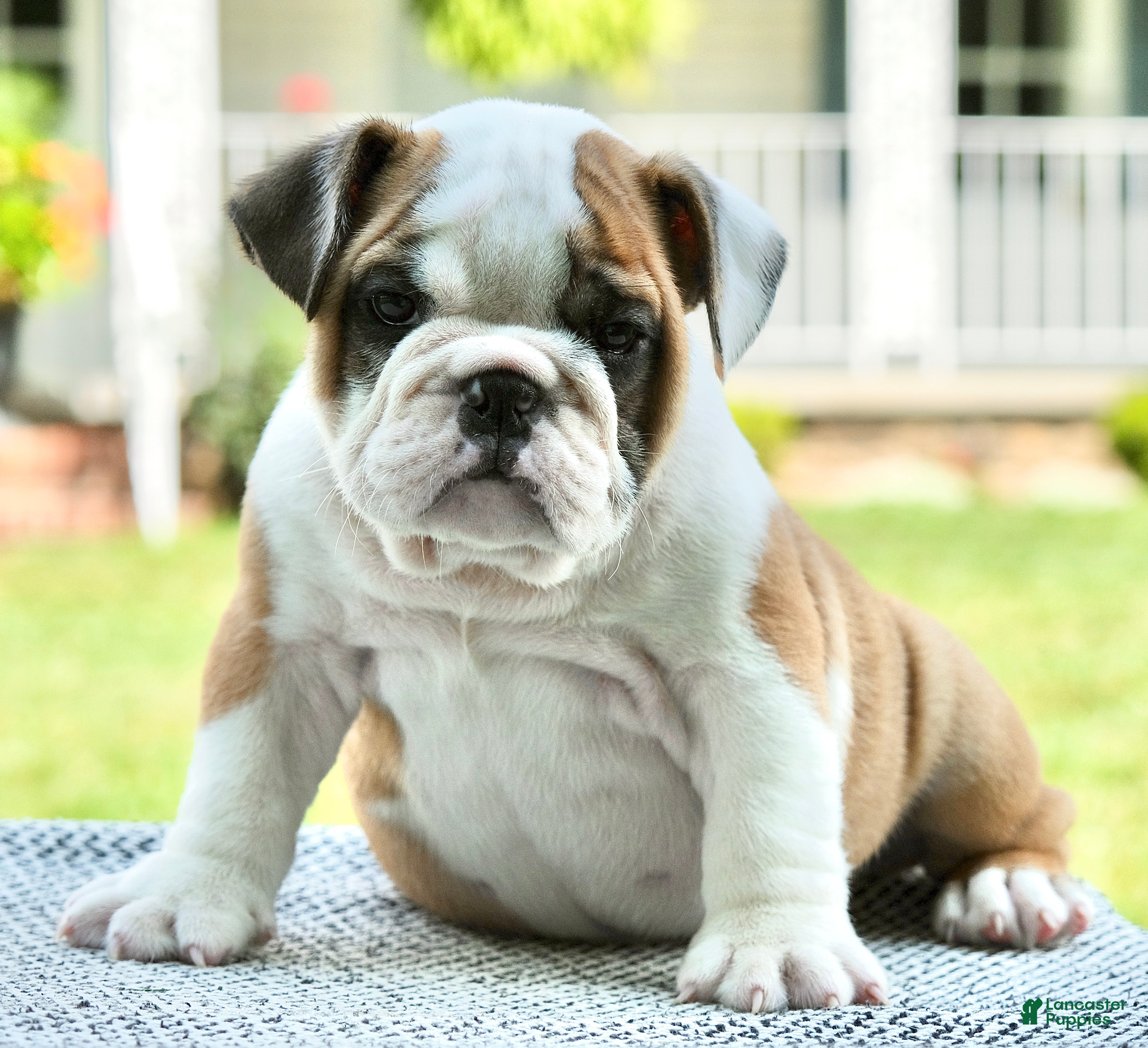 English Bulldog dogs Tucker - Ad 2