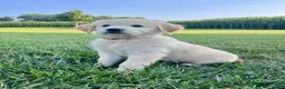Golden Retriever dogs for sale: Greta - Ad 1
