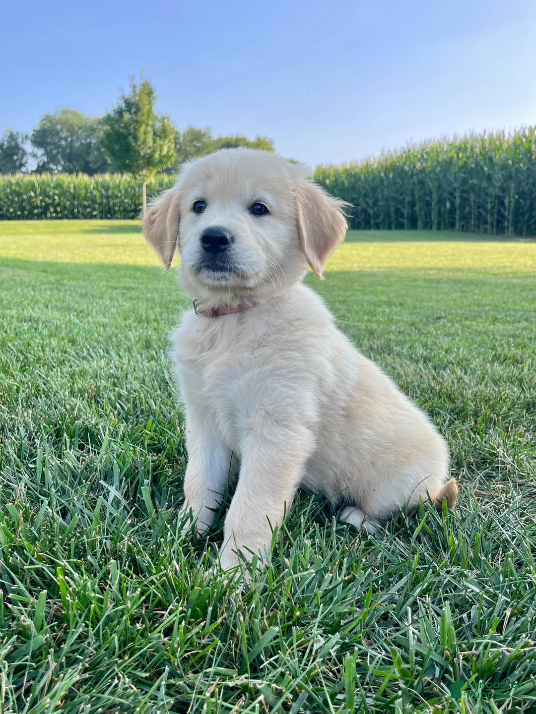 Golden Retriever dogs for sale: Greta - Ad 1