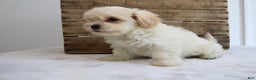 Maltipoo dogs for sale: Kelly - Ad 6
