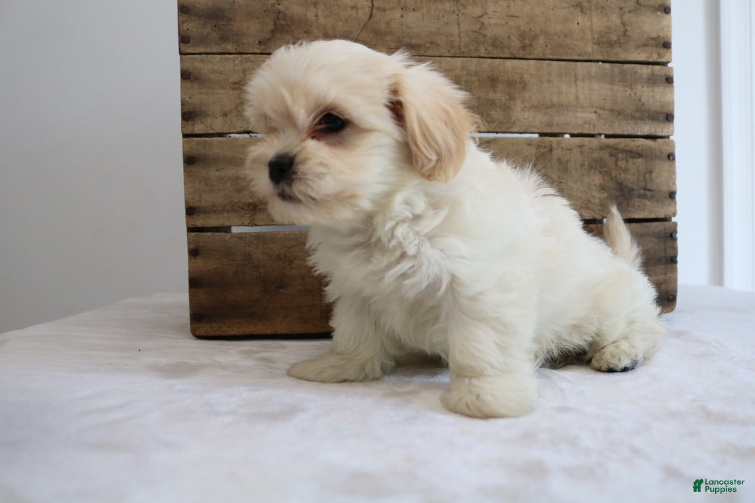 Maltipoo dogs for sale: Kelly - Ad 6