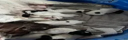 German Shorthaired Pointer dogs for sale: German Shorthaired Pointer (MALE E) - Ad 8