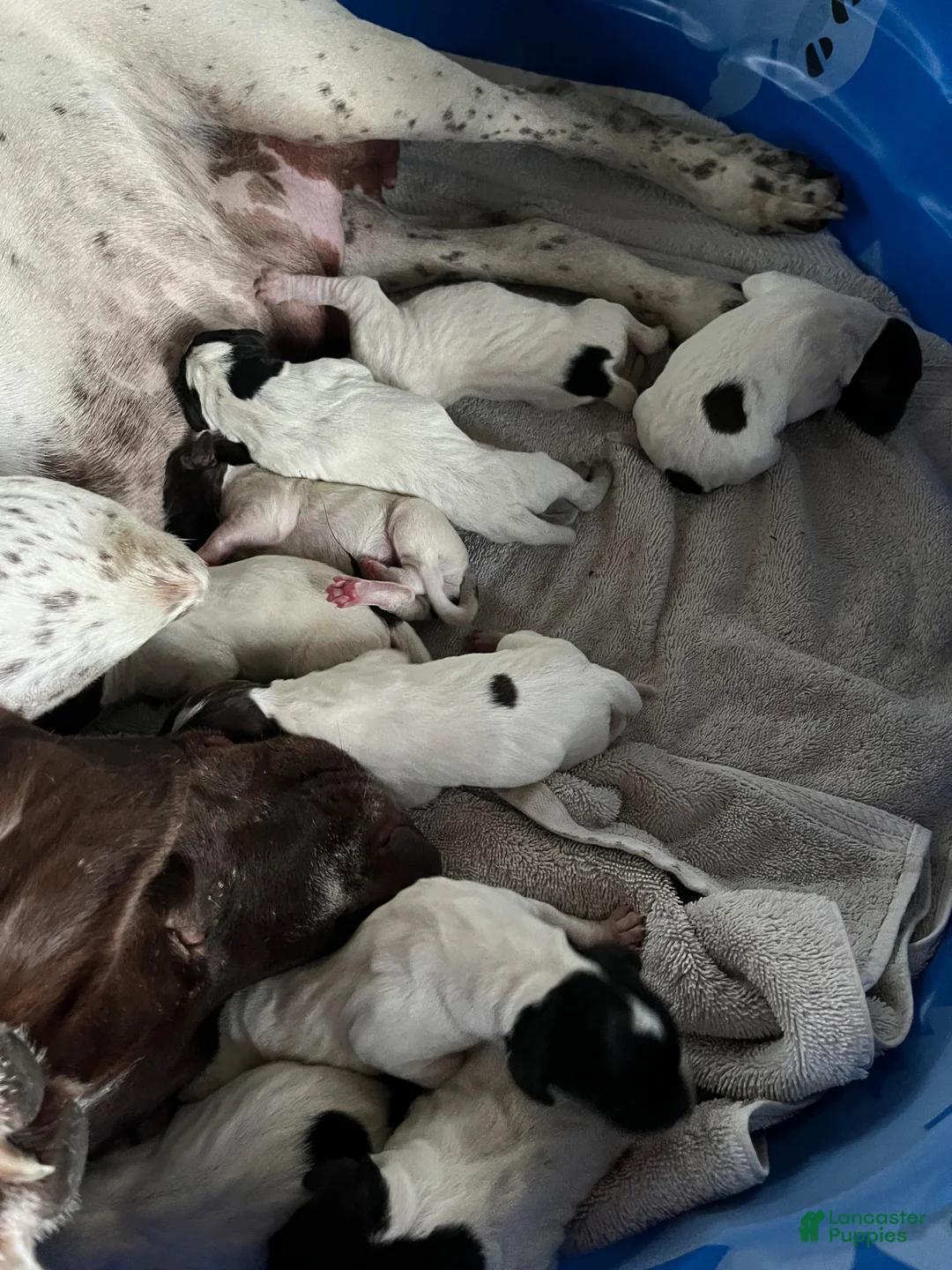 German Shorthaired Pointer dogs for sale: German Shorthaired Pointer (MALE E) - Ad 8