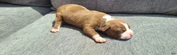 American Bully dogs for sale: Edward - Ad 4