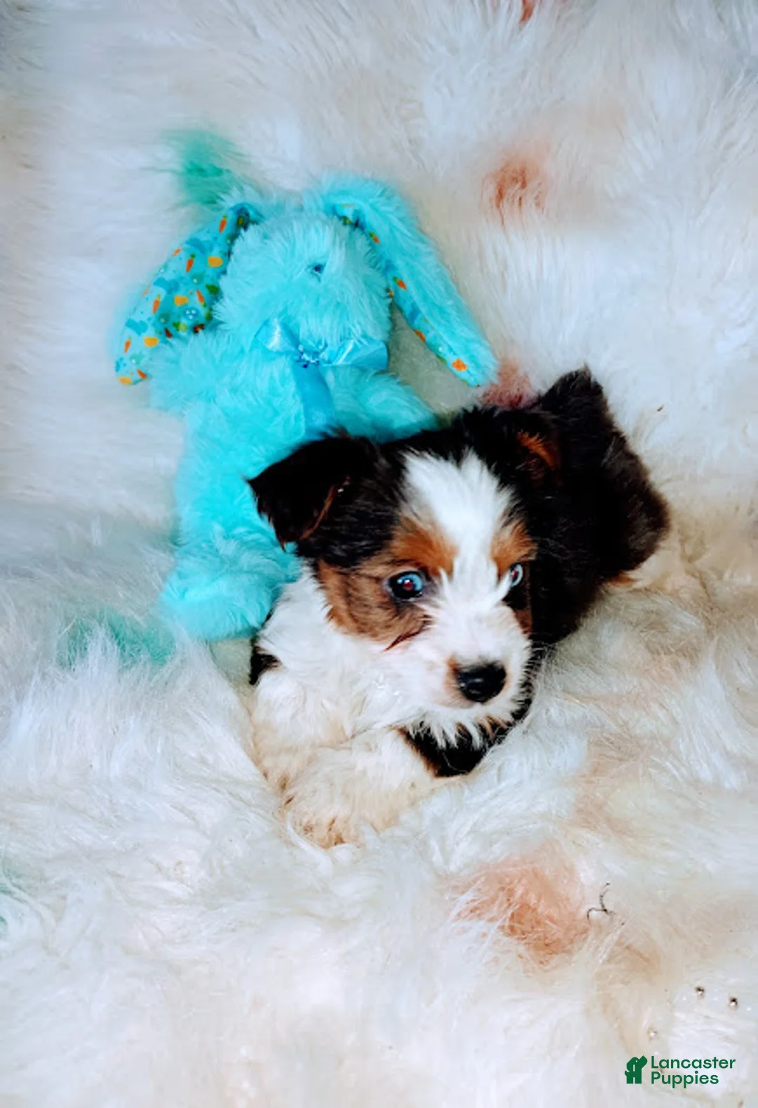 Yorkshire Terrier dogs for sale: Yorkshire Terrier Puppy 3 - Ad 11