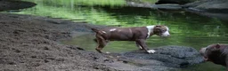 American Bully dogs for sale: Polaris - Ad 23