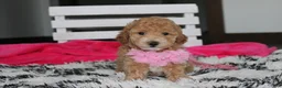 Bichpoo dogs for sale: Kallista  - Ad 9