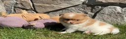 Pomeranian dogs for sale: Theo - Ad 3