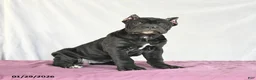 Cane Corso dogs for sale: Macaron - Ad 3