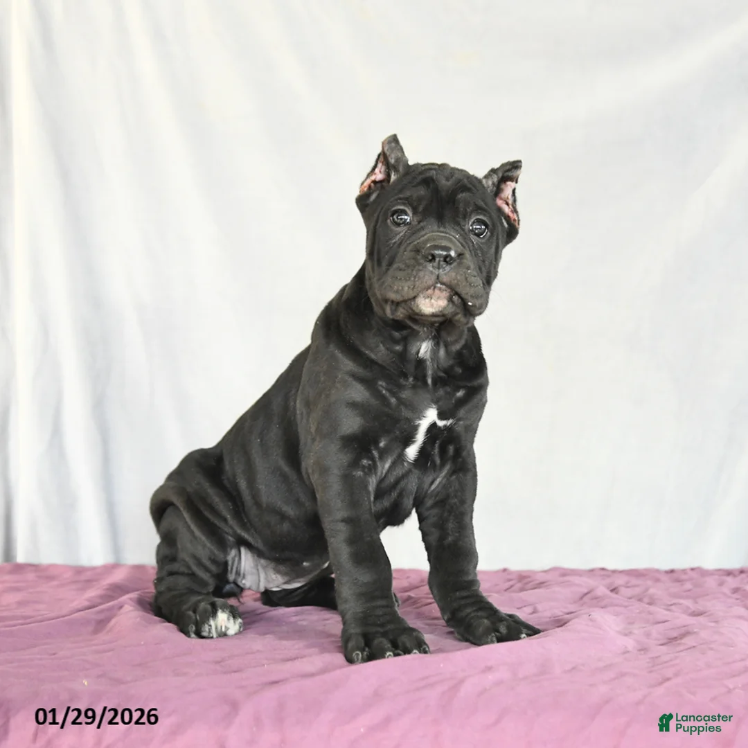 Cane Corso dogs for sale: Macaron - Ad 3