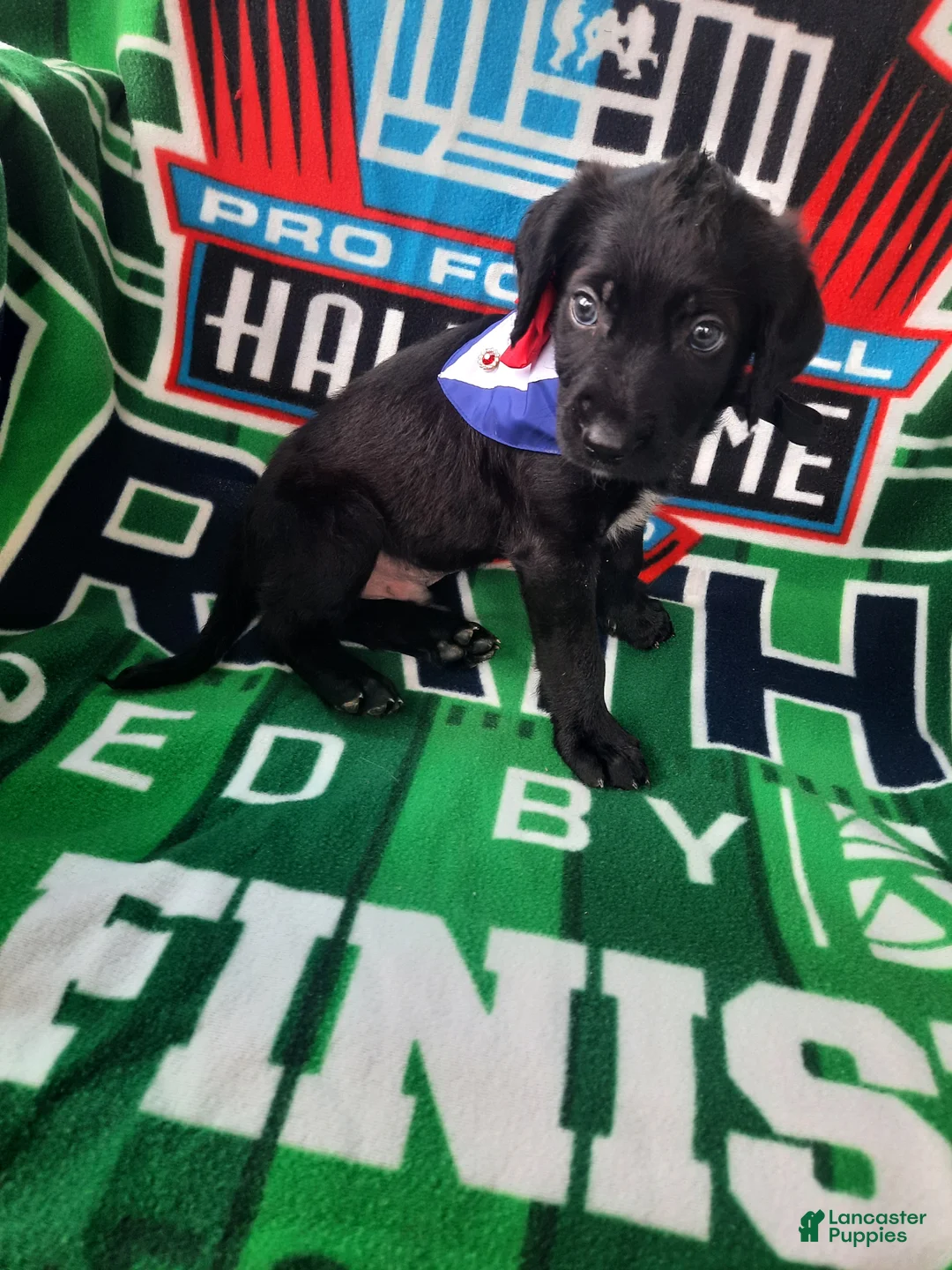 Mixed Breed dogs for sale: Officer Bronco - Ad 22