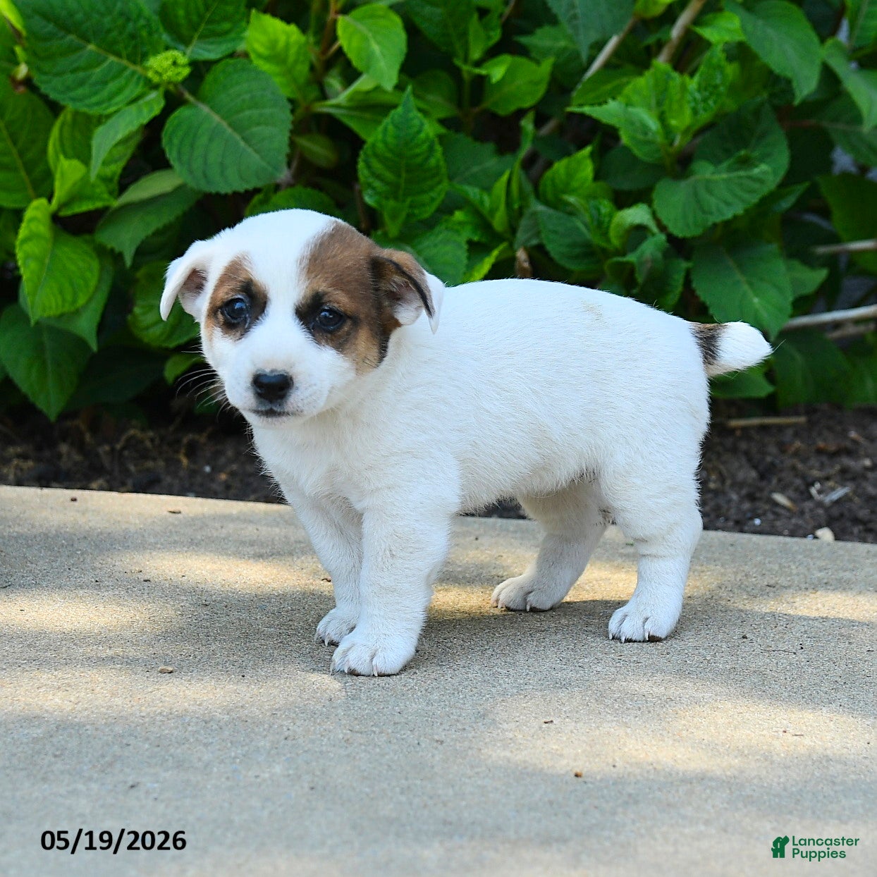 Jack Russell Terrier dogs for sale: Bethany - Ad 1