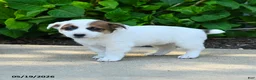 Jack Russell Terrier dogs for sale: Bethany - Ad 1