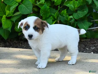 Jack Russell Terrier dogs for sale: Bethany - Ad 1