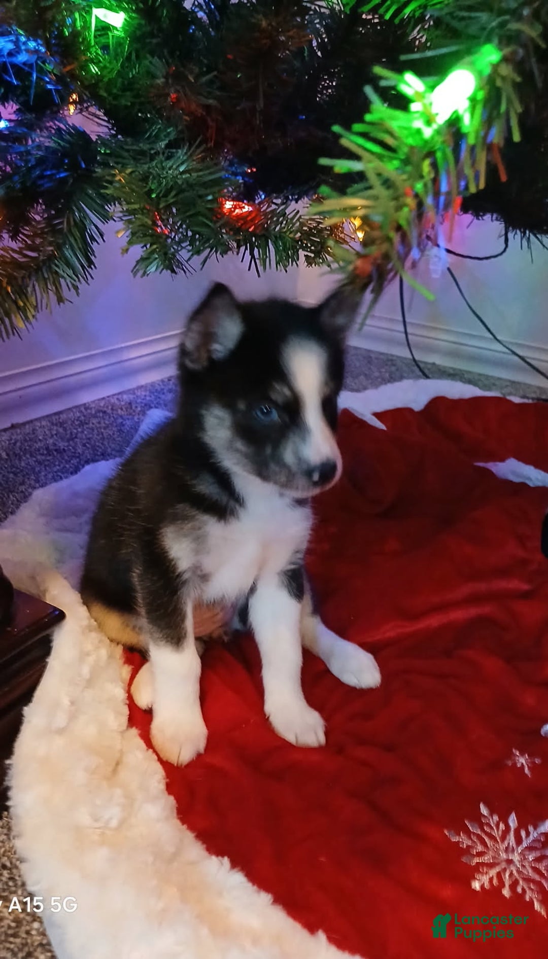 Pomsky dogs for sale: Pomsky Puppy 6 - Ad 1