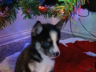 Pomsky dogs Pomsky Puppy 6 - Ad 23