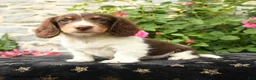 Miniature Dachshund dogs for sale: Taco - Ad 3