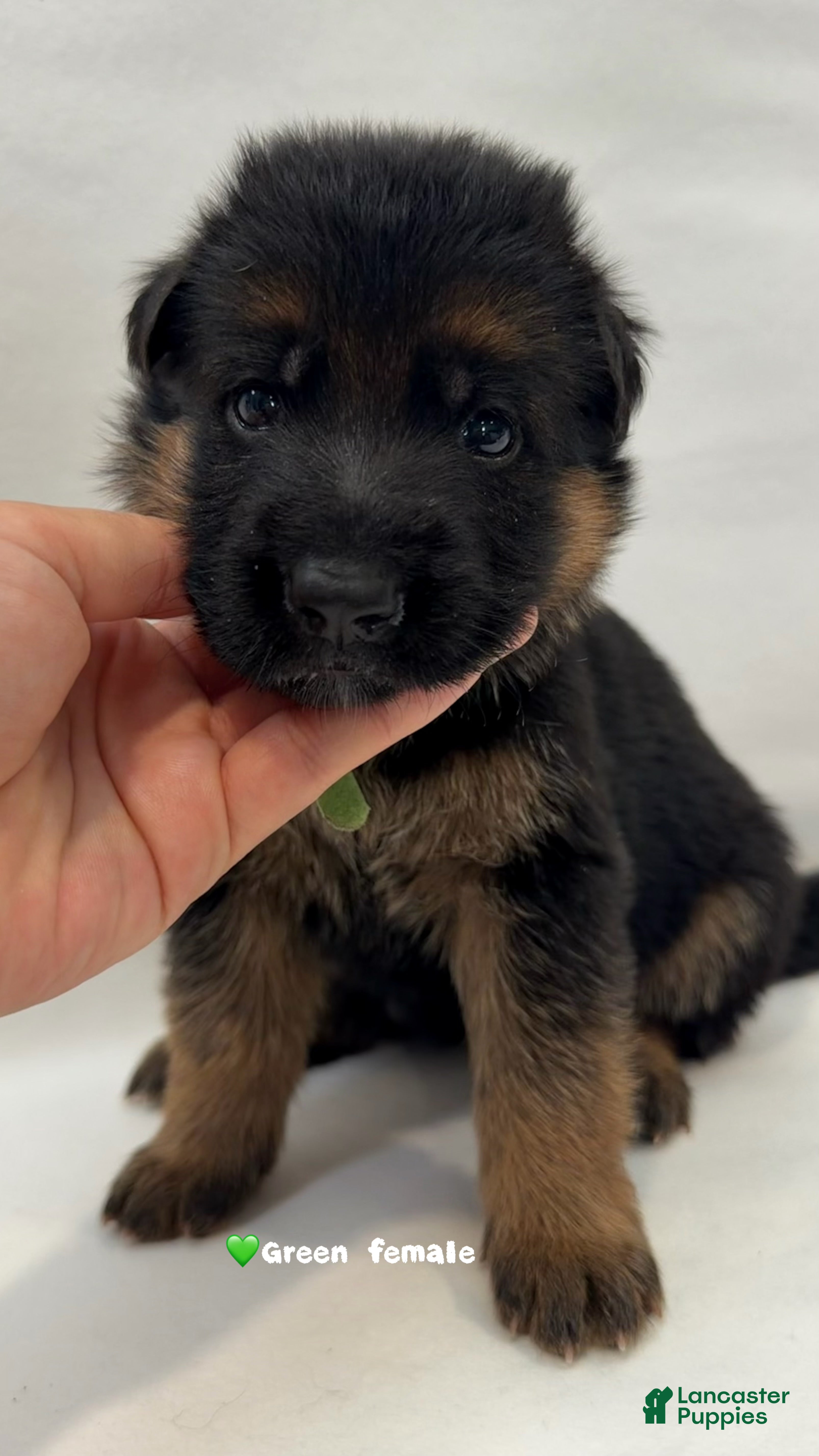 German Shepherd dogs green - Ad 31