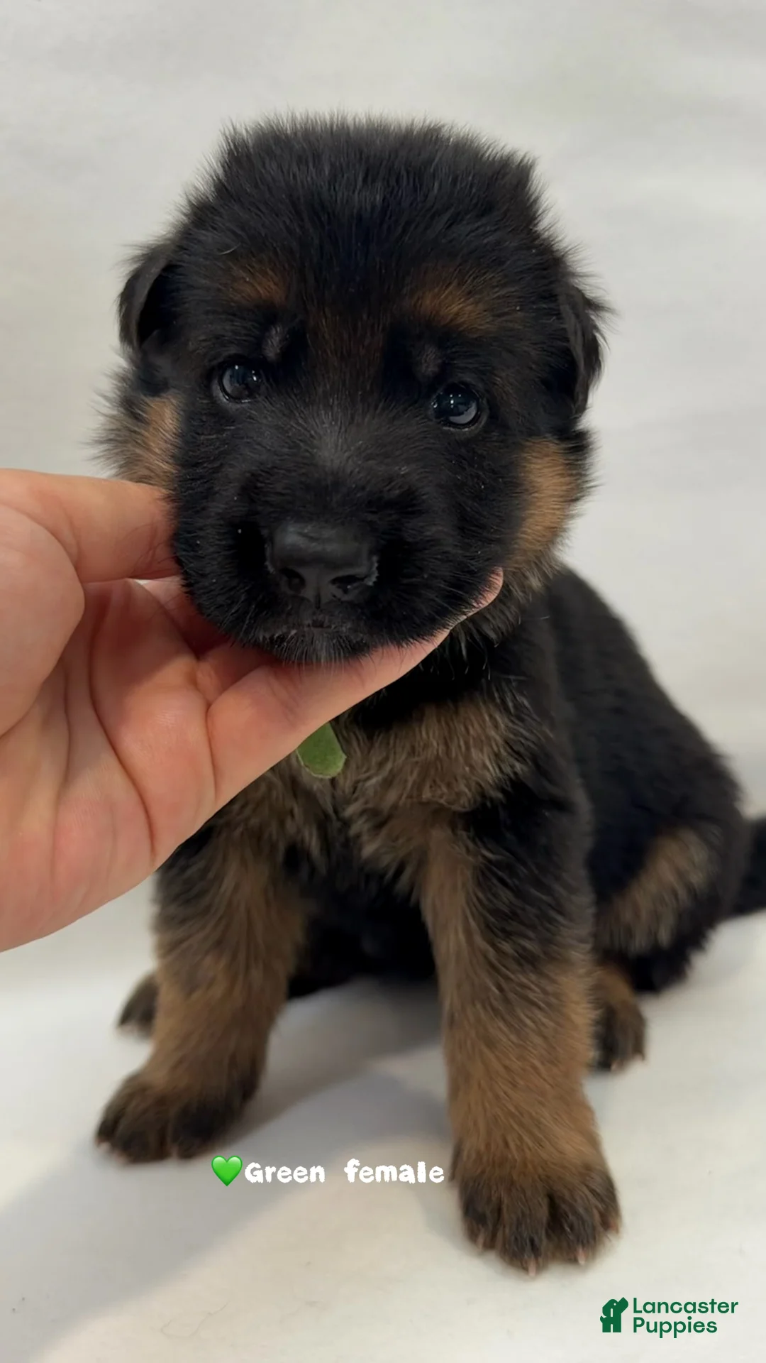 German Shepherd dogs for sale: green - Ad 1
