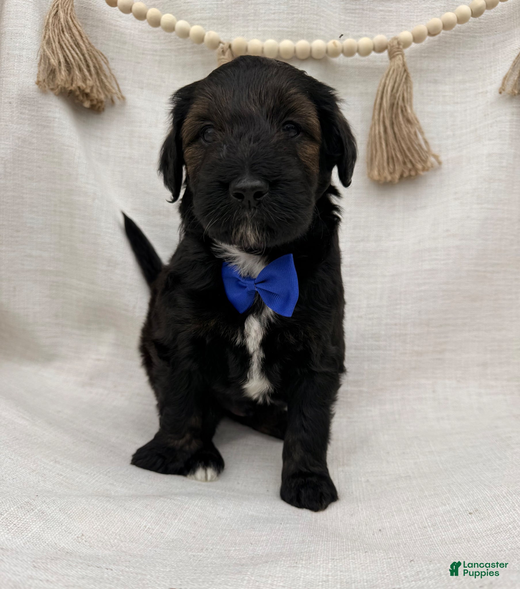 Goldendoodle dogs for sale: Goldendoodle Puppy 5 - Ad 4