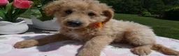 Mini Aussiedoodle dogs for sale: Mini Aussiedoodle 6 Bono - Ad 1