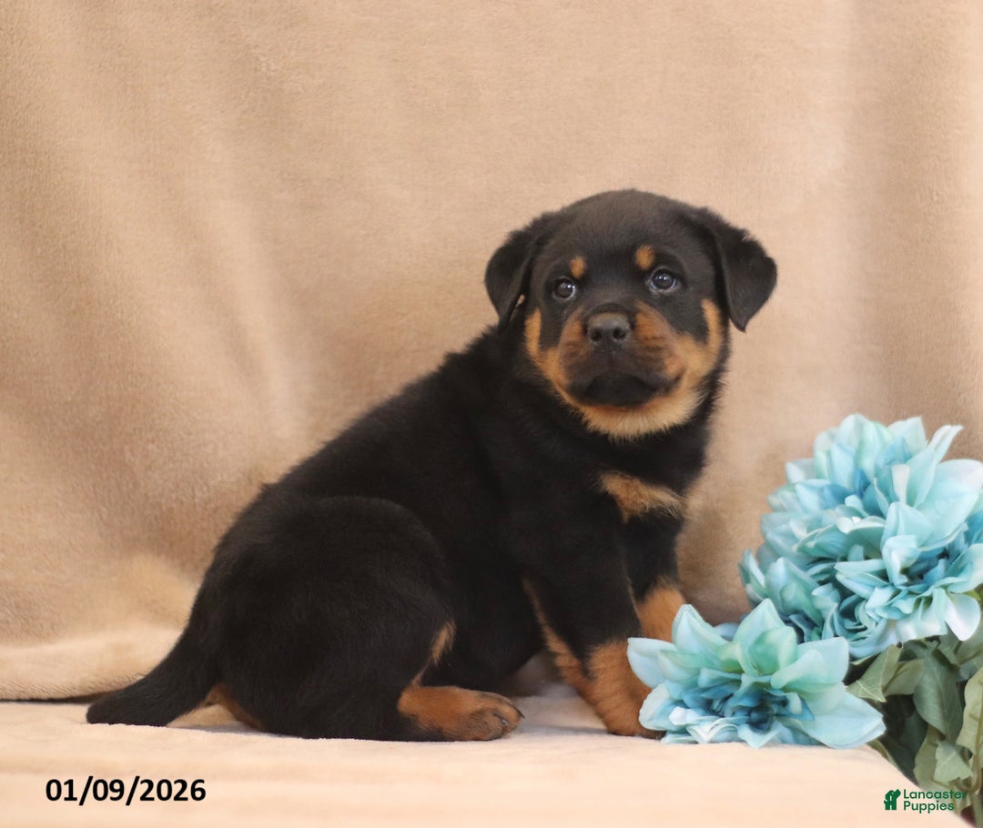 Rottweiler dogs for sale: T Rex - Ad 2