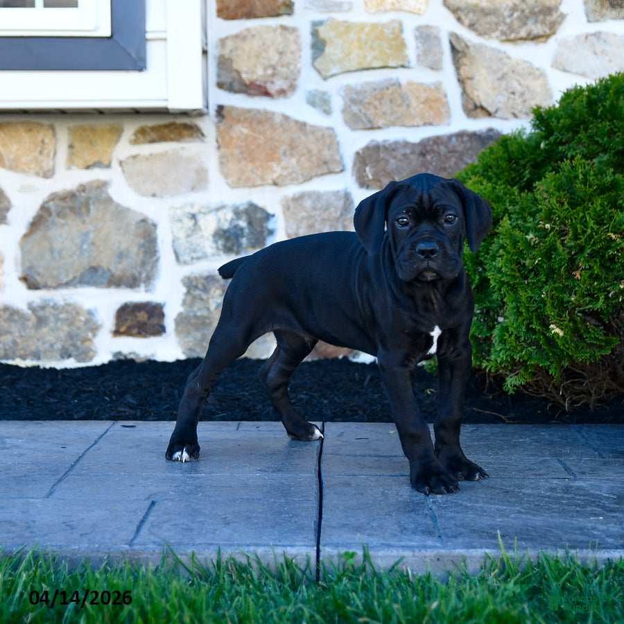 Cane Corso dogs Tazer - Ad 2
