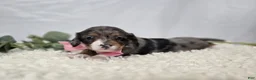 Miniature Dachshund dogs for sale: Bertha - Ad 2
