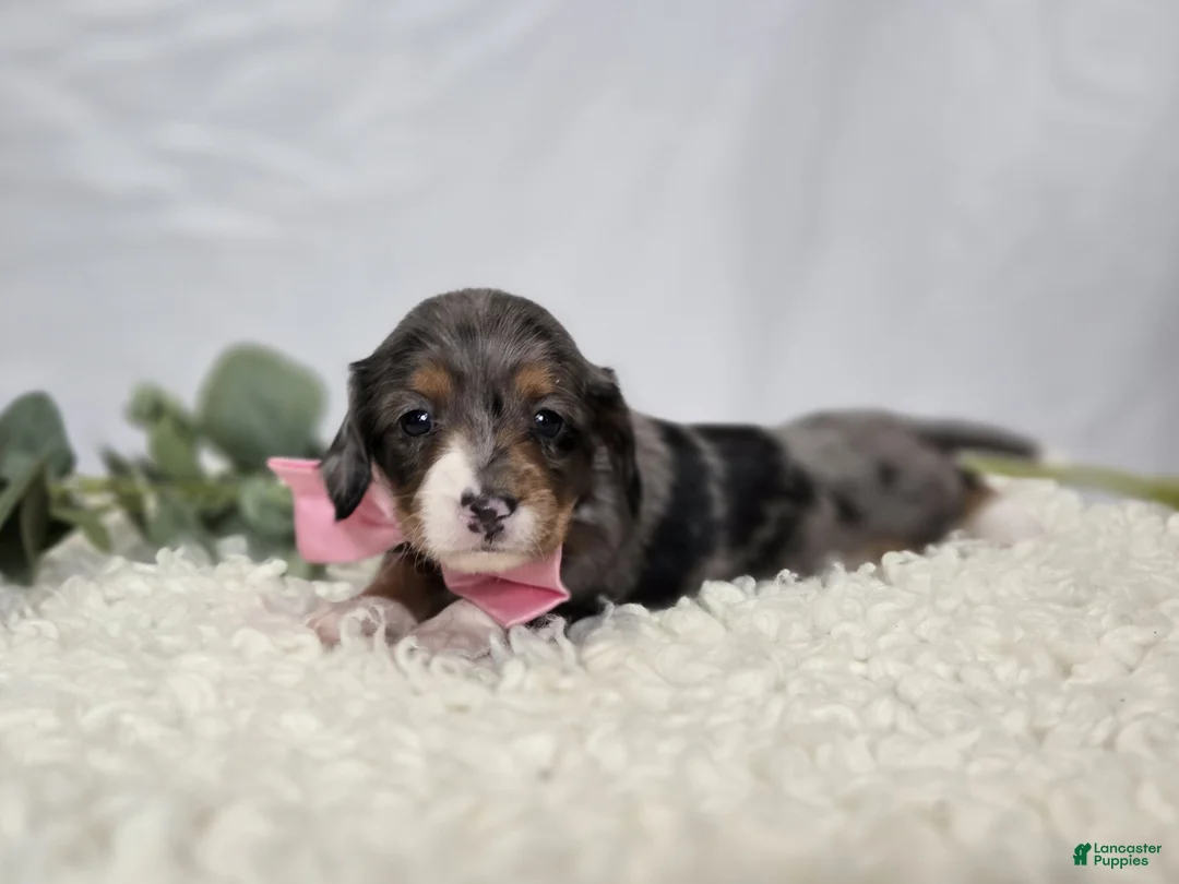 Miniature Dachshund dogs for sale: Bertha - Ad 2