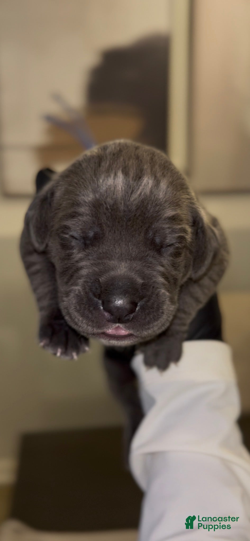 Cane Corso dogs for sale: Luxe - Ad 1