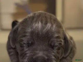 Cane Corso dogs for sale: Luxe - Ad 1