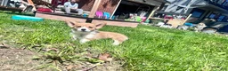 Welsh Corgi Pembroke dogs for sale: Turtle - Ad 2