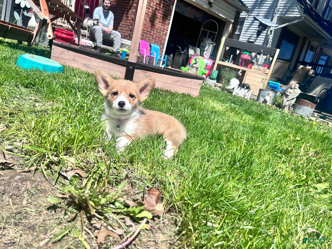 Welsh Corgi Pembroke dogs for sale: Turtle - Ad 2